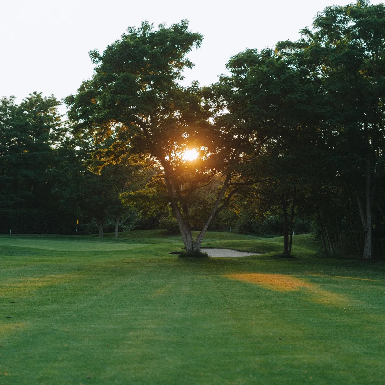 A lush golf course in warm evening light.
