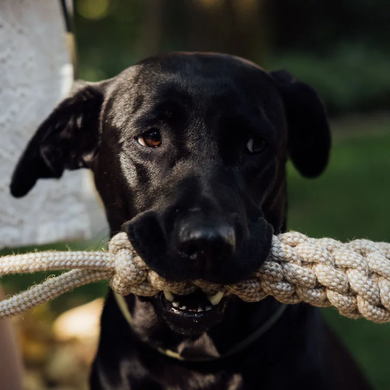 A black dog holds a knotted rope toy outdoors.