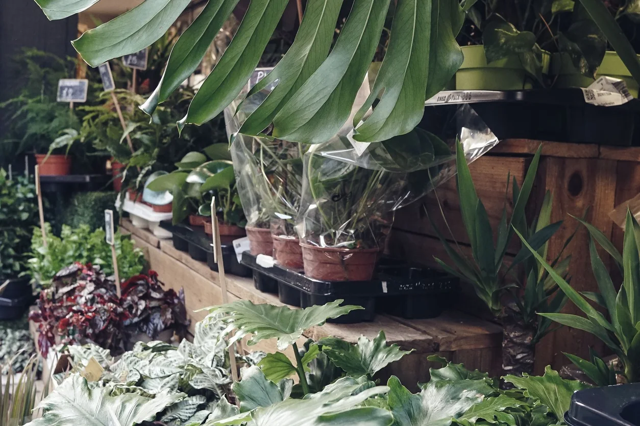 Explore vibrant potted plants and leafy greens at this indoor garden center in Manchester.